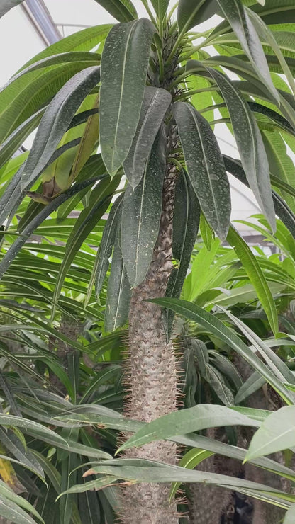 Pachypodium o Palma de Madagascar