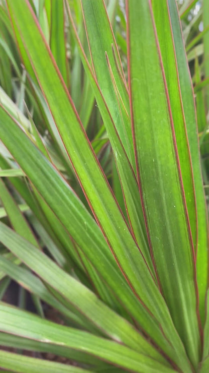Dracaena Marginata Verde