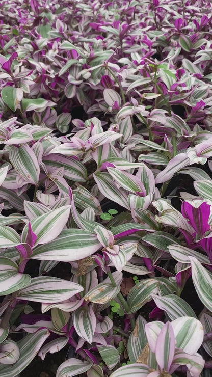 Tradescantia Nanouk