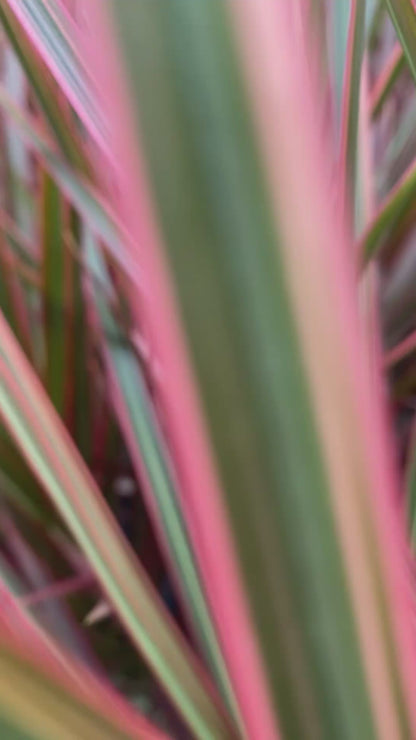 Dracaena Tricolor Rosa