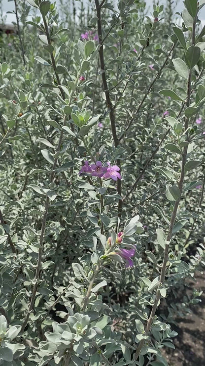 Leucophyllum Texas