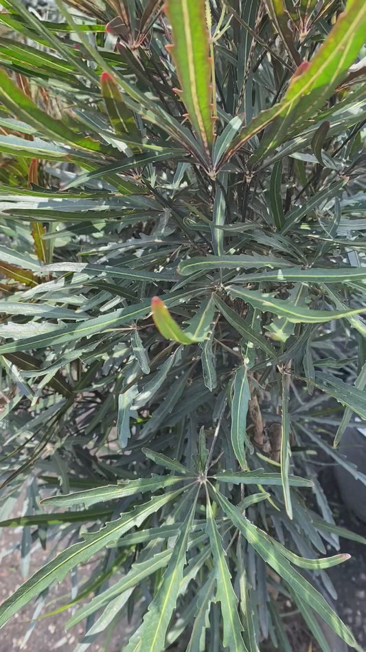 Aralia Elegantísima