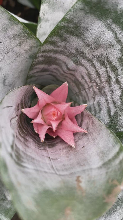 Bromelia Fasciada
