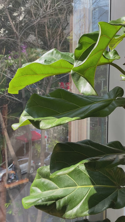 Ficus Pandurata o Lyrata