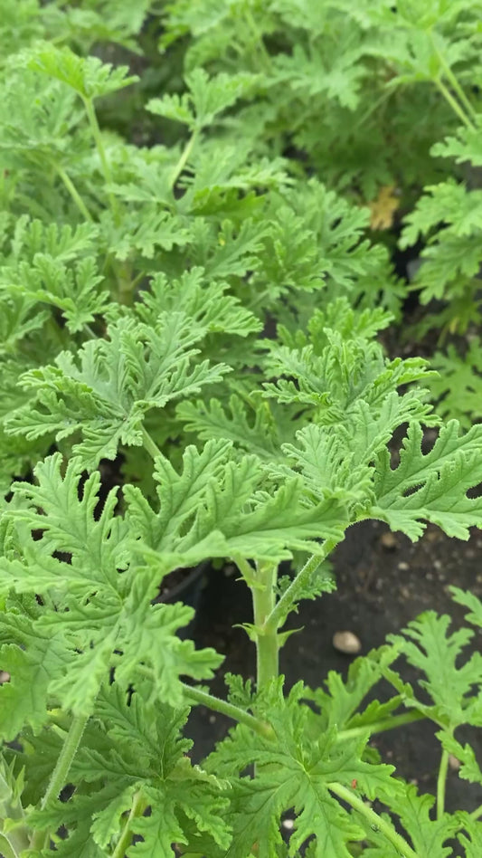 Citronela