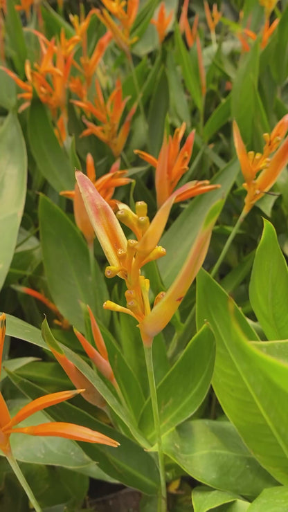 Heliconia Enana