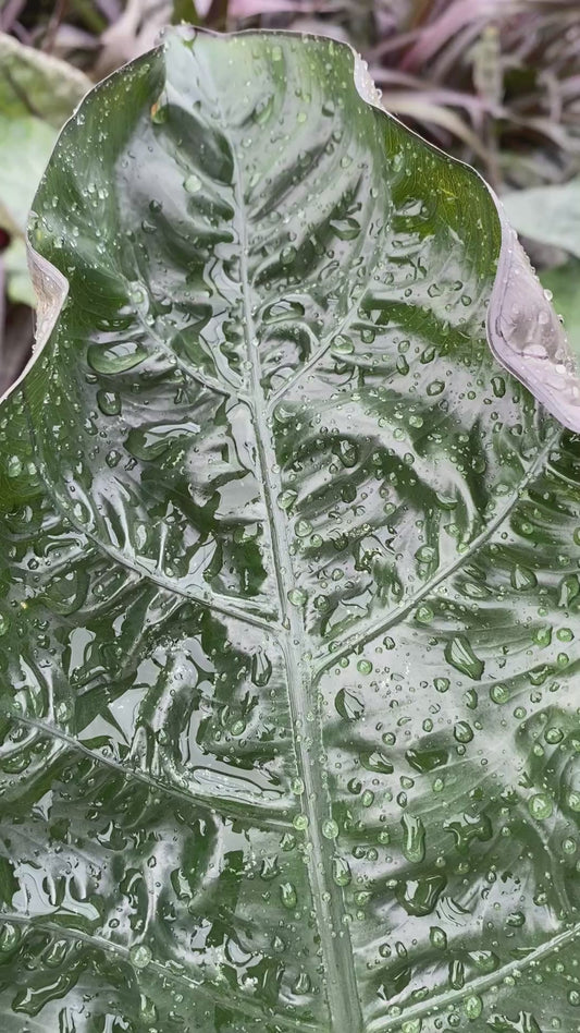 Hoja Negra