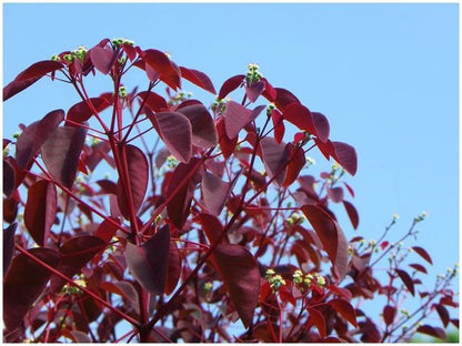 Árbol Sangre Libanesa. Entrega solo CDMX