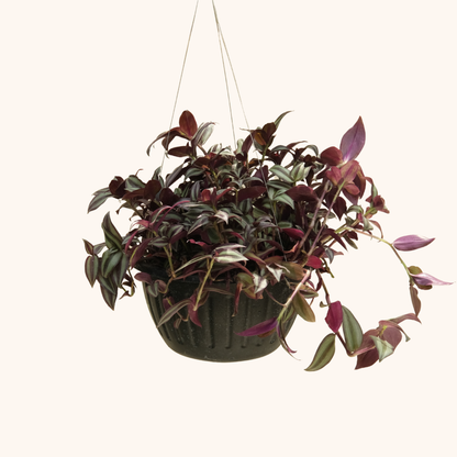 Tradescantia Zebrina colgante
