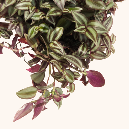Tradescantia Zebrina colgante