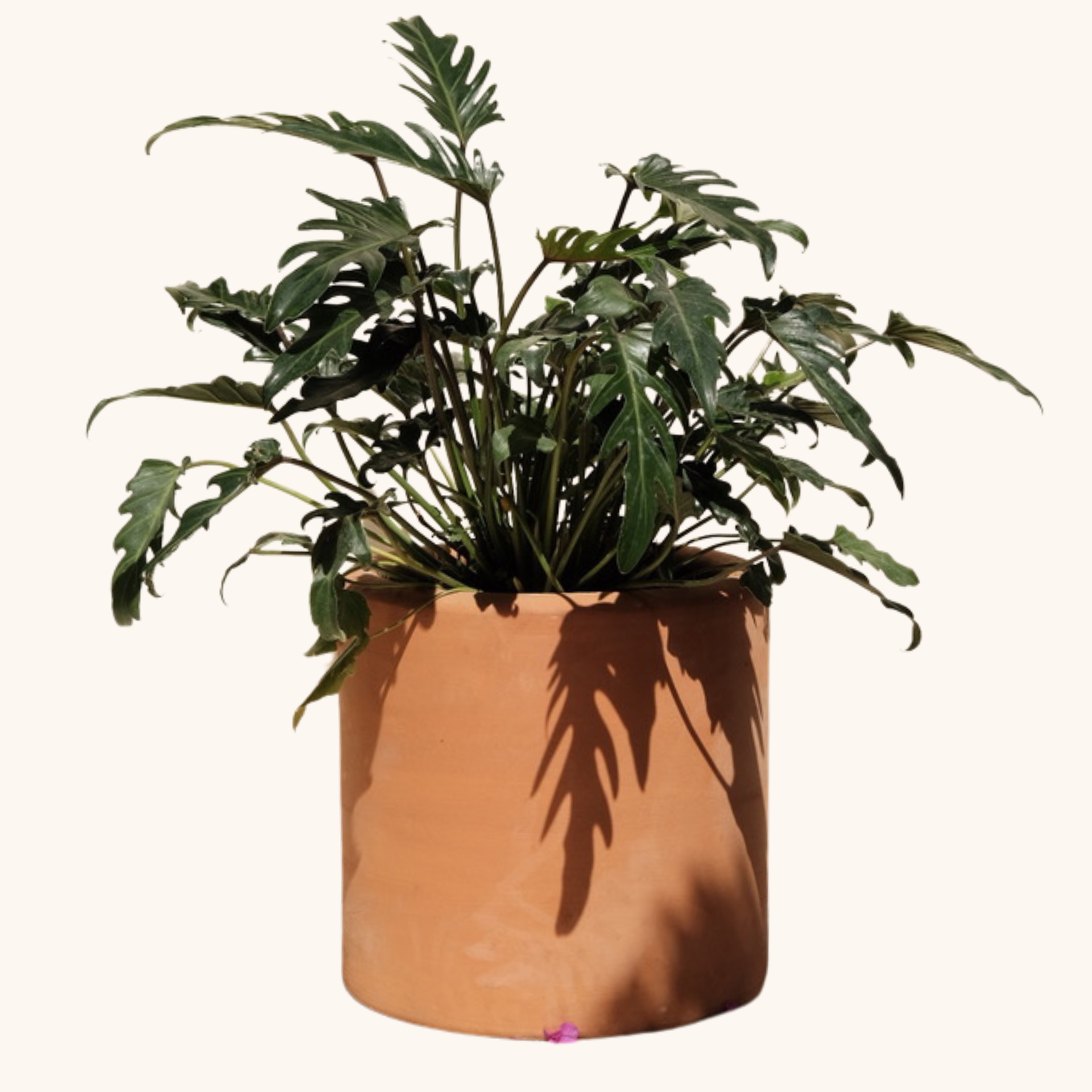 Philodendron Xanadú