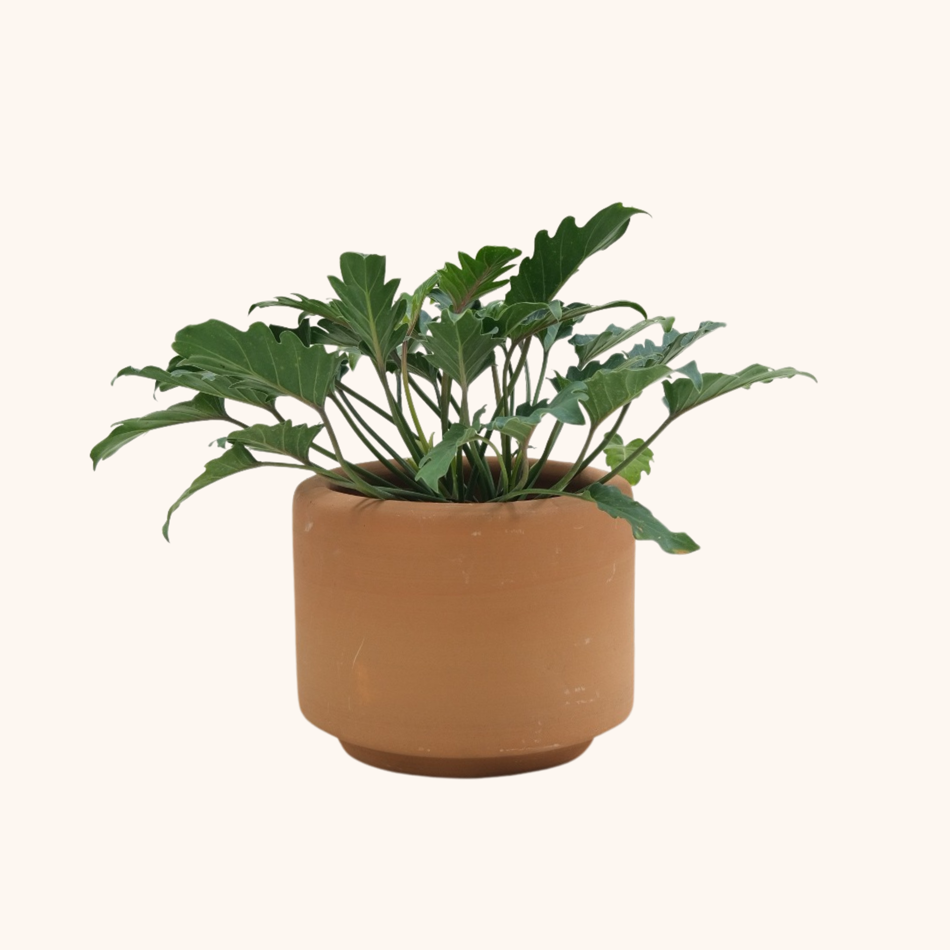 planta philodendron xanadu Philodendron Xanadú
